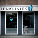 Blue monocolor Veterinary LED cross - 50x50cm - Double sided - Outdoor