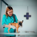 Veterinary Cross LED blue monocolor - 60x60cm - Single sided - IP20